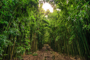 Bamboo on Pipiwai trail (Waimoku Falls)  in Haleakala National Park on Maui Hawaii USA