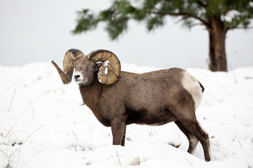 Bighorn Ram in the Snow-Full Curl Plus
