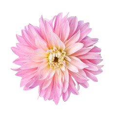 single flower pink dahlia