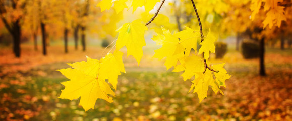 Naklejka na ściany i meble Autumn leaves on a maple tree branch in park on the sun. Fall blurred background