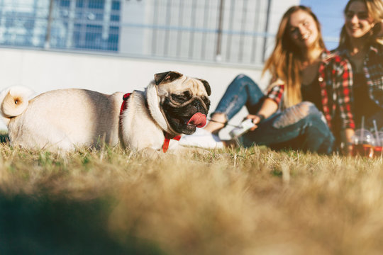 Two beautiful smiling sisters twins and dog pug sitting on green grass in the summer park. Focus on the dog