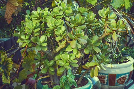 Crassula Ovata