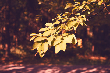 Branch with yellow leaves against the sunlight