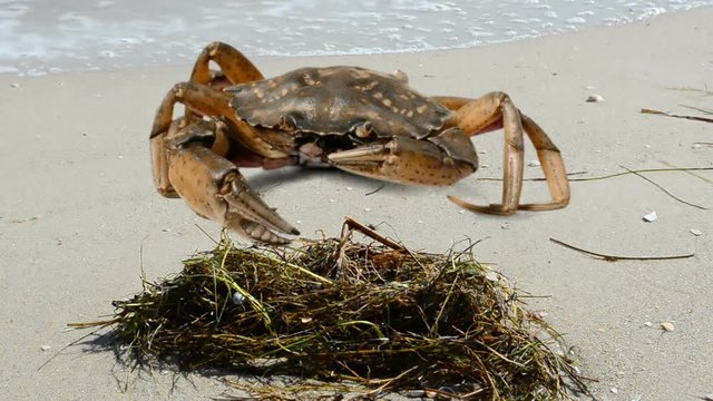 	Crab on the beach.