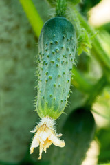 Cucumber
