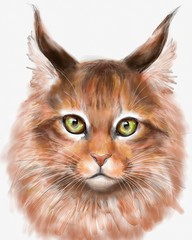 Maine coon drawing