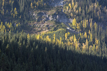 m&eacute;l&egrave;zes canadiens