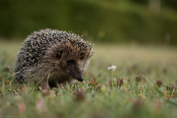 European Hedgehog