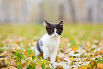 White and black small kitten on autumn glade among fallen leaves