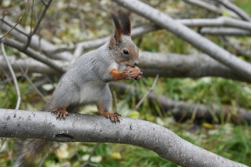 Squirrel on the tree