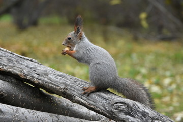 Squirrel on the tree