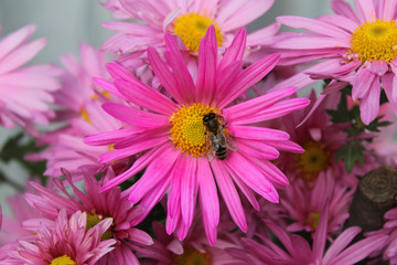 Obraz premium Bee on the flower.