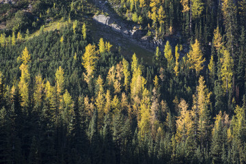 m&eacute;l&egrave;zes canadiens