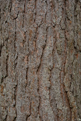 texture of the pine bark, aged