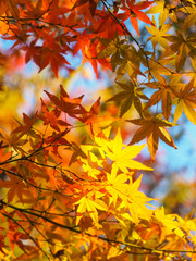 Autumn color