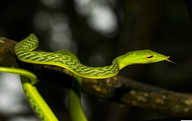 green vine snake