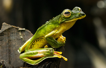 malabar gliding frog