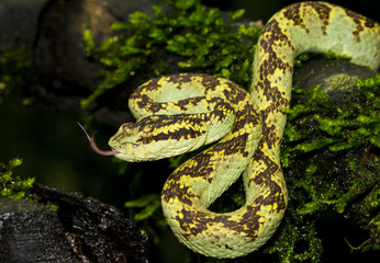 malabar pit viper
