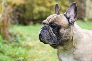 French bulldog puppy