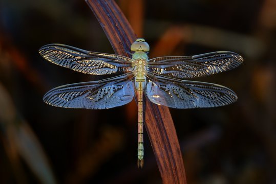 Libellula posata su foglia secca-Anax ephippiger,femmina