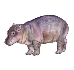 Hippopotamus baby isolated on white background. Нippo. Watercolor. Illustration. Template Clip art.