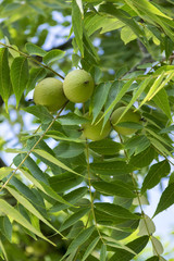 Juglans nigra green unripened nuts on branches