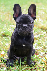Fototapeta premium black French bulldog puppy
