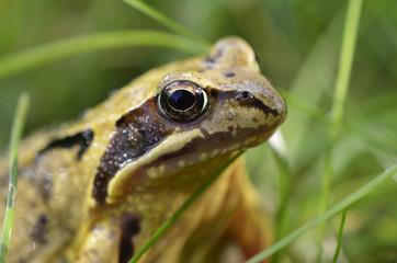 Macro view to the head of a marsh frog (Pelophylax ridibundus)