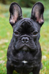 black French bulldog puppy