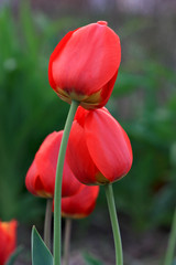 Fototapeta premium Tulip