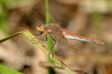 Libellula posata su foglia -Sympetrum flaveolum, femmina