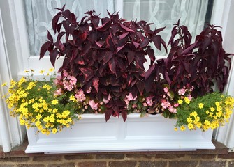 Window Box