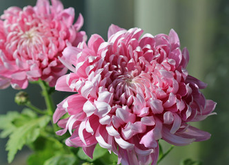 Прекрасная розовая хризантема