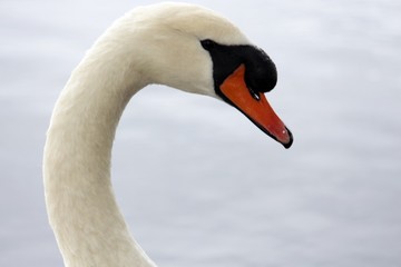 Obraz premium The Swan