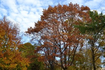 Fototapeta premium gemischt, Herbst