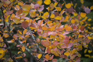 couleurs d'automne canada