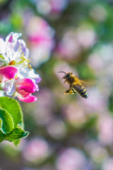 Bee's