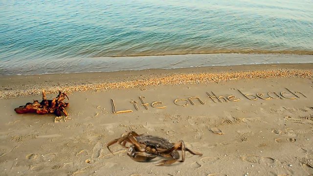 Crab and an inscription on sand, the beach.