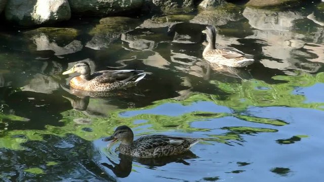 Beautiful wild ducks swim. Bird Born nature and free.