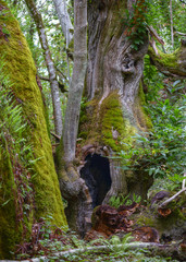 centenary chestnut with large holes