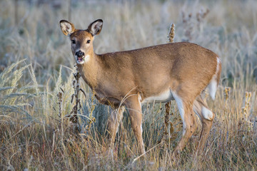 Wild White-tailed Deer Doe on the High Plains of Colorado
