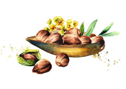 Bowl with Jojoba and flower. Hand-drawn watercolor illustration
