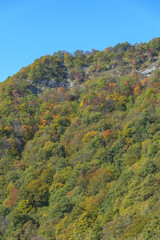 Fototapeta premium Alberi