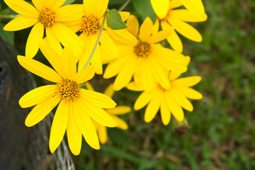 Yellow flower. Jerusalem artichoke flower blooming with blur background. Nature background.