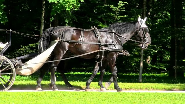 Chariot with two horses in the Park. Riding with a sidecar. Ancient Cartage with a team of horses. The carriage horse.