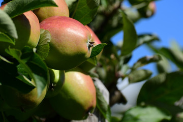 Apfelernte auf dem Osthof Stubbe 2