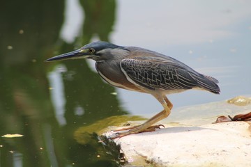 Exotic Bird