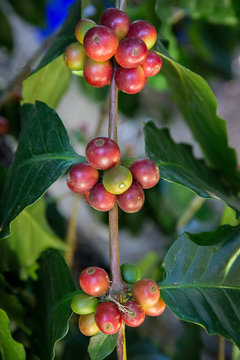 Coffee tree with coffee bean on cafe plantation