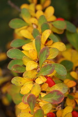 The beautiful colors of autumn