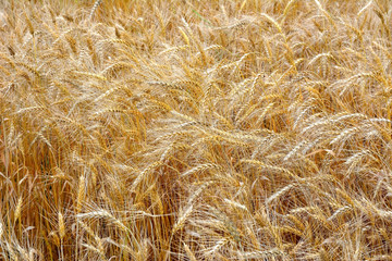Rural field with ears of wheat